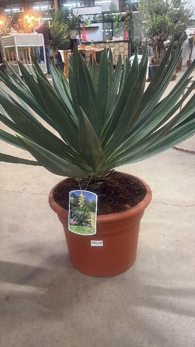 Yucca Gloriosa 12ltr, Lone Star (Winterhard)