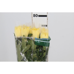 ANASTASIA SUNNY 080 CM AMARELO