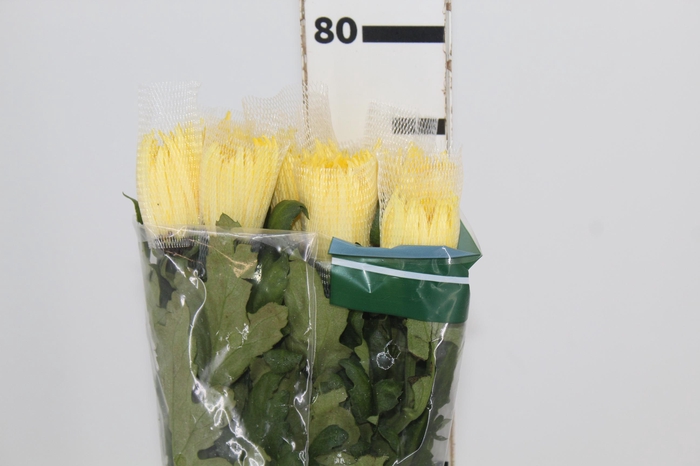 <h4>ANASTASIA SUNNY 080 CM AMARELO</h4>