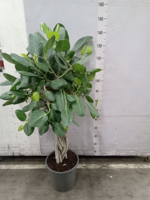<h4>Ficus benghalensis 'Audrey'</h4>