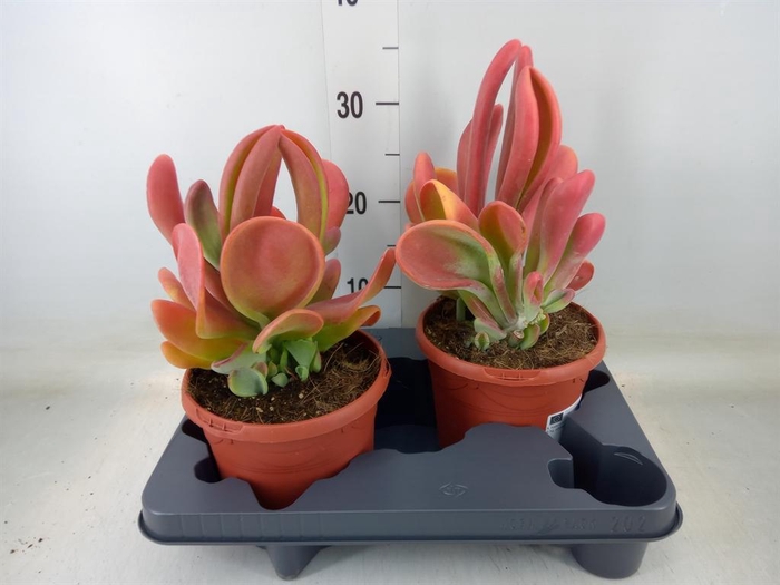 <h4>Kalanchoe NF   ...</h4>