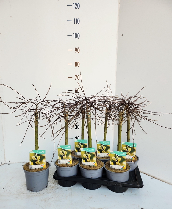 <h4>SALIX REP IONA</h4>