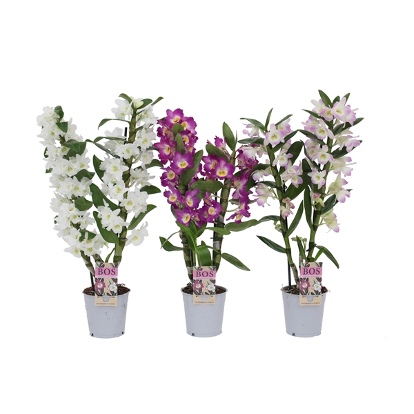 <h4>Dendrobium Nobilé, Mix 2-tak</h4>