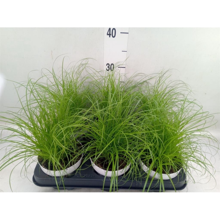 <h4>Cyperus alternifolius 'Zumula'</h4>