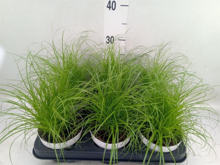 Cyperus alternifolius 'Zumula'