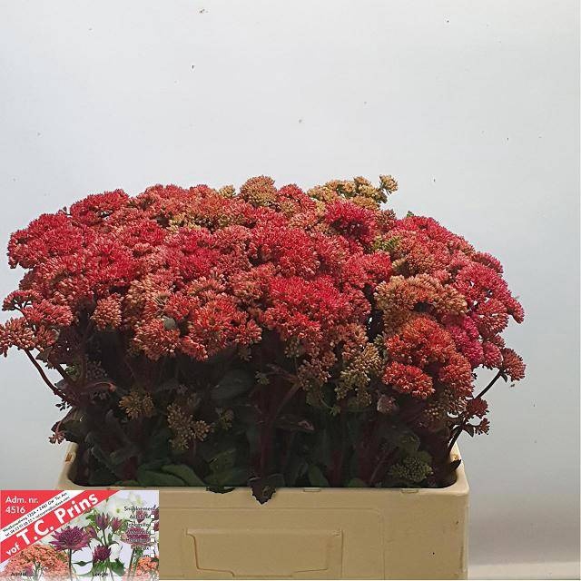 <h4>SEDUM MAGICAL LIZZY</h4>