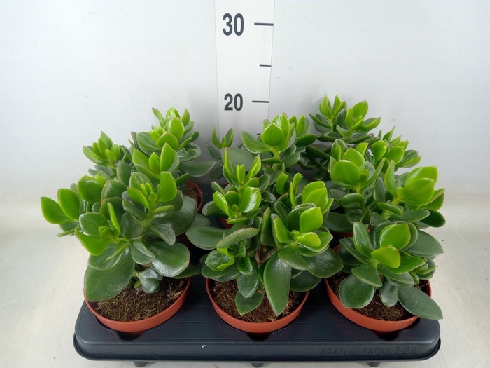<h4>Crassula 'Hulk'</h4>