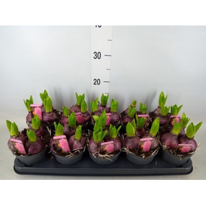 Hyacinthus orie. 'Pearl Pink'