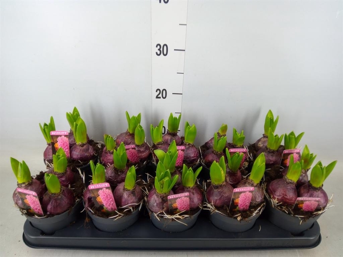 <h4>Hyacinthus orie. 'Pearl Pink'</h4>