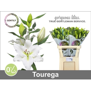 LI OR TOUREGA