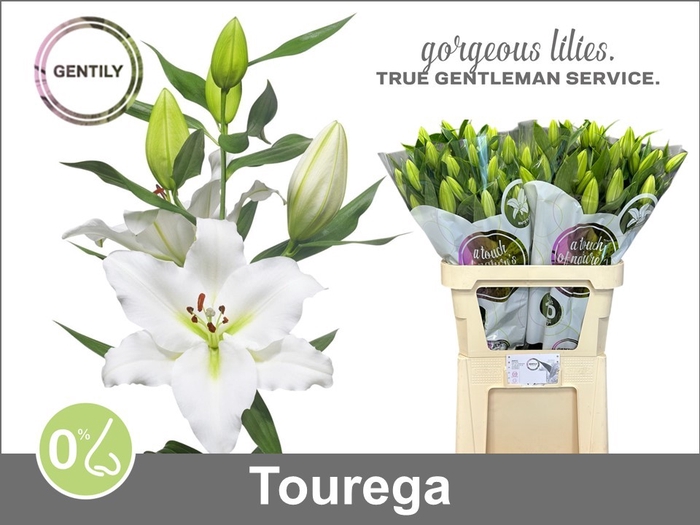 <h4>LI OR TOUREGA</h4>