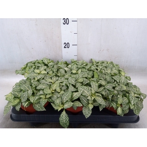 Fittonia   ...