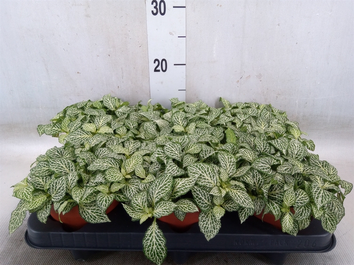 <h4>Fittonia   ...</h4>