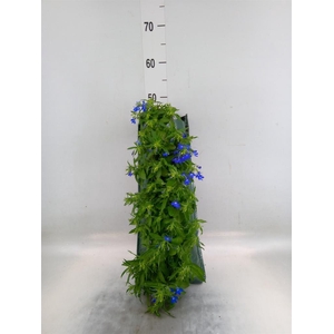 Perkplanten   ...sorted   [Bedding]