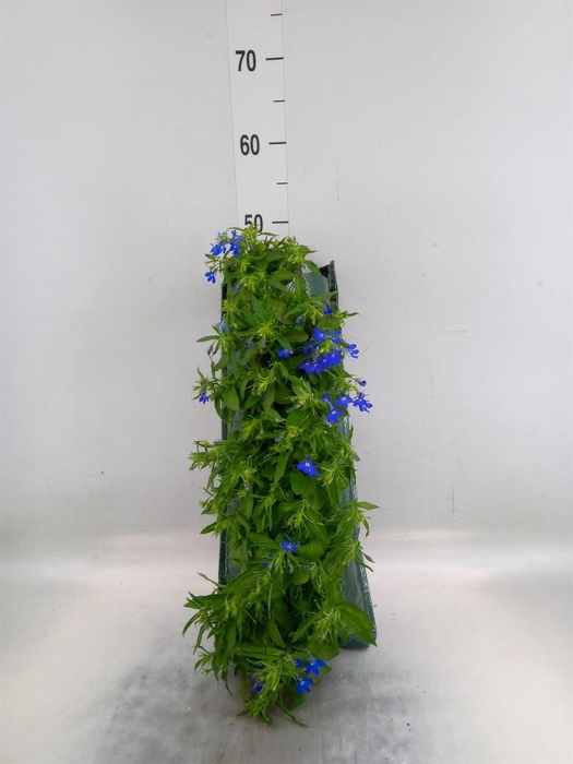 <h4>Perkplanten   ...sorted   [Bedding]</h4>