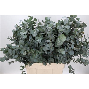 Eucalyptus per bos cinerea