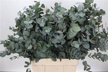 <h4>Eucalyptus per bos cinerea</h4>