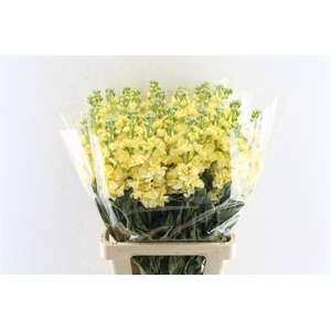 Matth Iron Deep Yellow