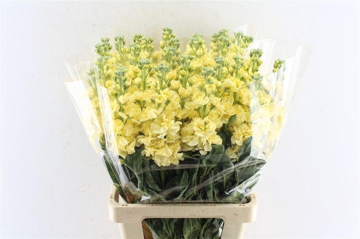 <h4>Matth Iron Deep Yellow</h4>