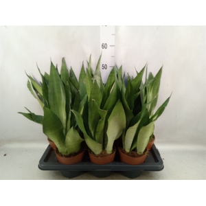 Sansevieria trifa. 'Moonshine'