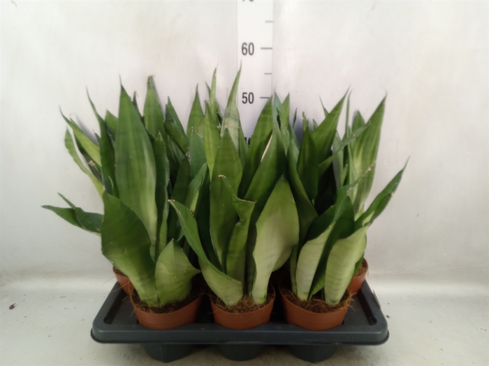 Sansevieria trifa. 'Moonshine'