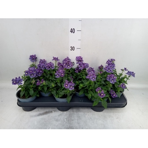 Nemesia  'Aromatica True Blue'