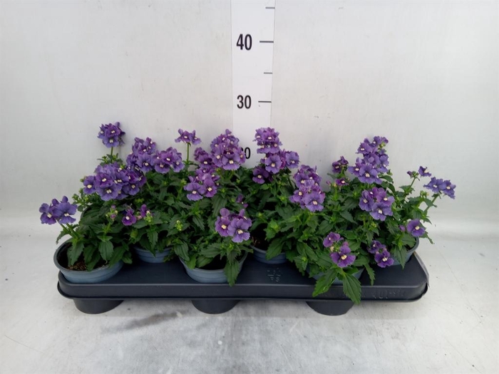 <h4>Nemesia  'Aromatica True Blue'</h4>