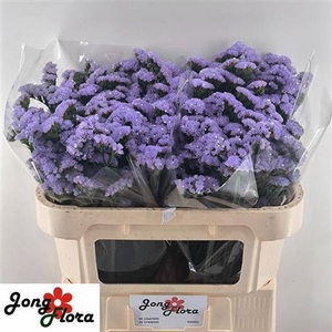 Limonium sinuatum Sky Wings