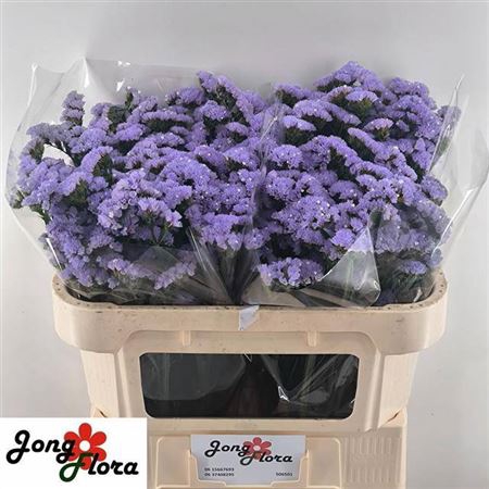 <h4>Limonium sinuatum Sky Wings</h4>