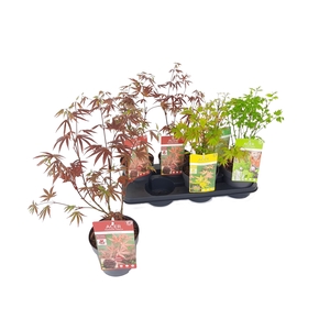 ACER PALMATUM