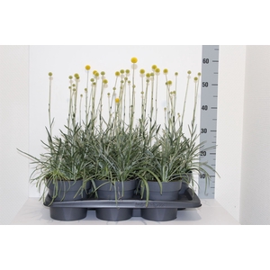Craspedia globosa 'Golf Beauty'