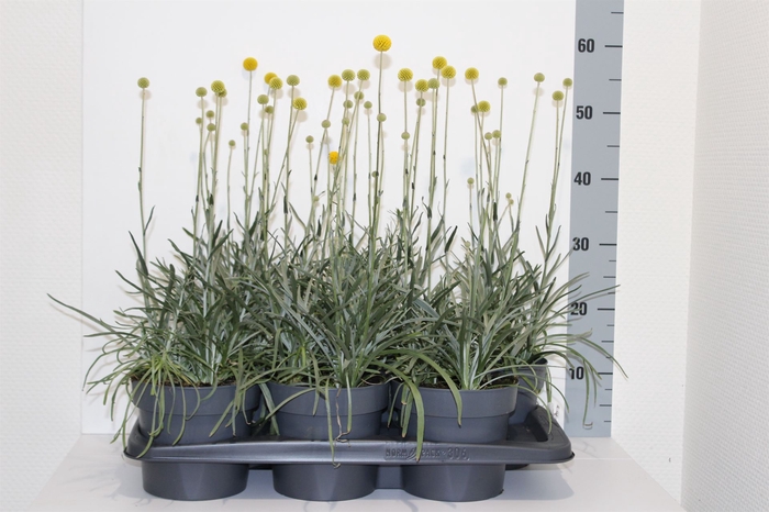 <h4>Craspedia globosa 'Golf Beauty'</h4>