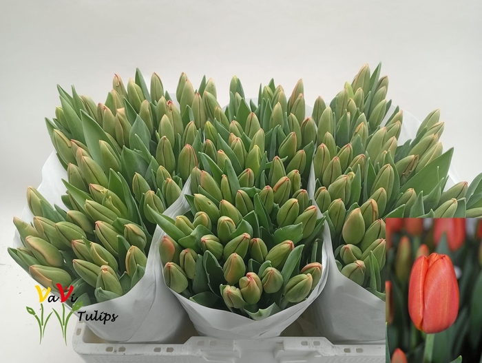 <h4>TU EN ORANGE JUICE</h4>