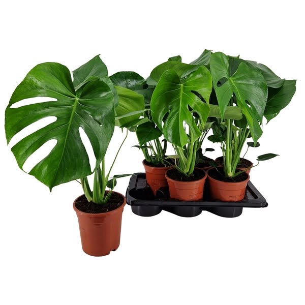 <h4>Monstera deliciosa 17 cm</h4>