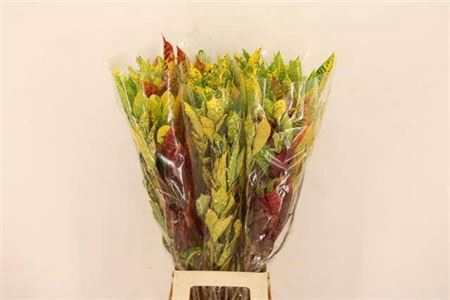 <h4>Croton Leaves</h4>