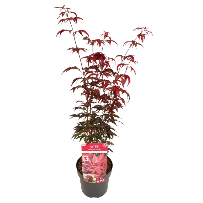 <h4>Acer palm. 'Twombly's Red Sentinel' ® PREMIUM</h4>