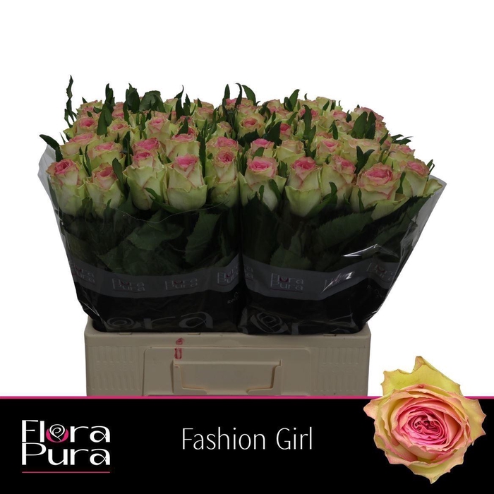 <h4>Rosa a grande fleur Fashion Girl</h4>
