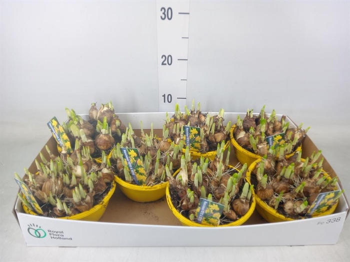 <h4>Narcissus  'Tete a tete'</h4>