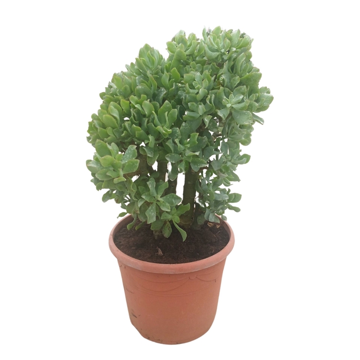 <h4>Crassula Curly</h4>