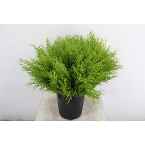 CONIFEER GOLDCREST PER STEM