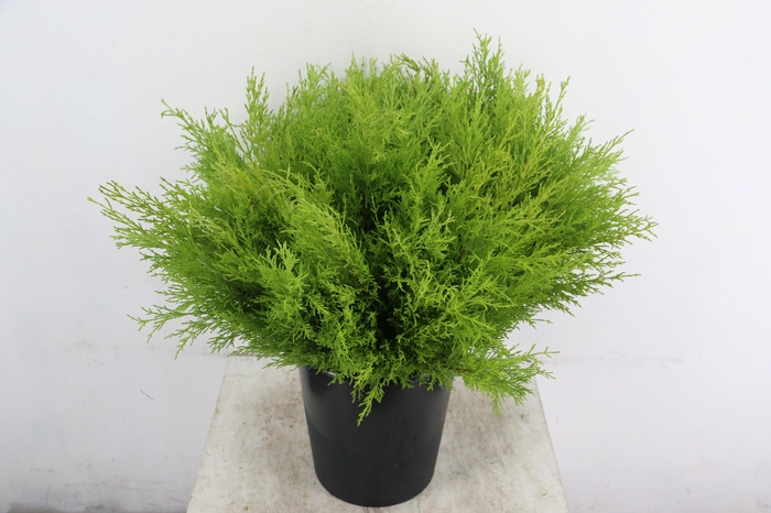 <h4>CONIFEER GOLDCREST PER STEM</h4>