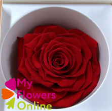 Rose Eternelles Magna Rouge Gros Bouton 9-10cm 