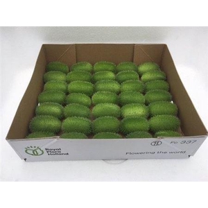Sier Cucumis Maureen X35 Holl