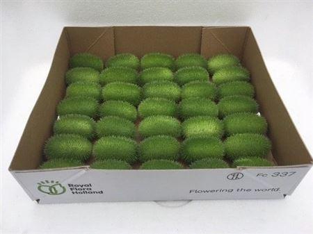 <h4>Sier Cucumis Maureen X35 Holl</h4>