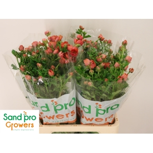 RAN CO MAG SALMOUSSE