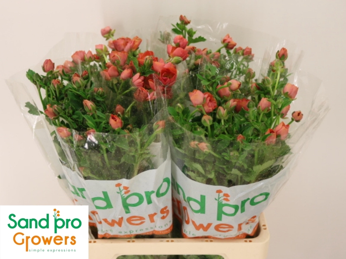 <h4>RAN CO MAG SALMOUSSE</h4>