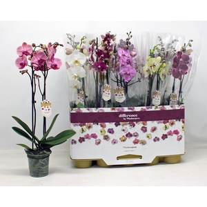 PHAL GEM