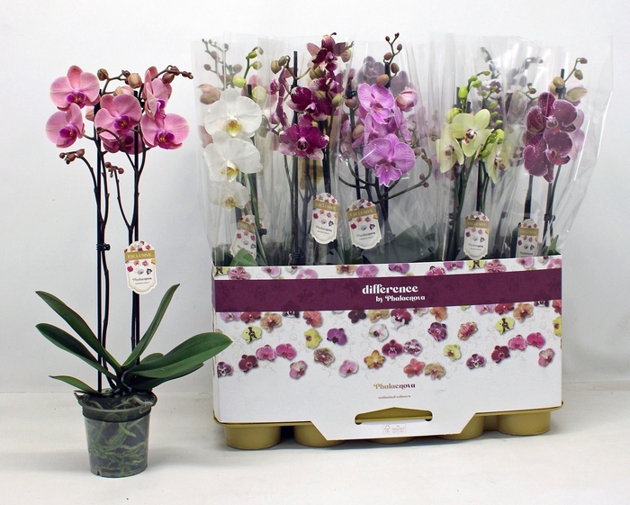 <h4>PHAL GEM</h4>