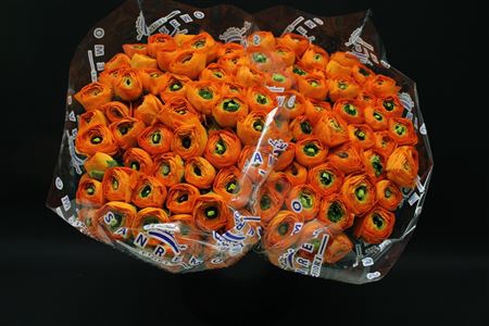 <h4>Cloni X Oranje X100</h4>