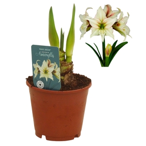 Hippeastrum Magic Green excusief